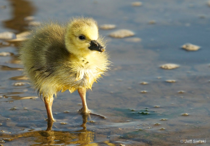 I See You!!  Baby Canada Goose 