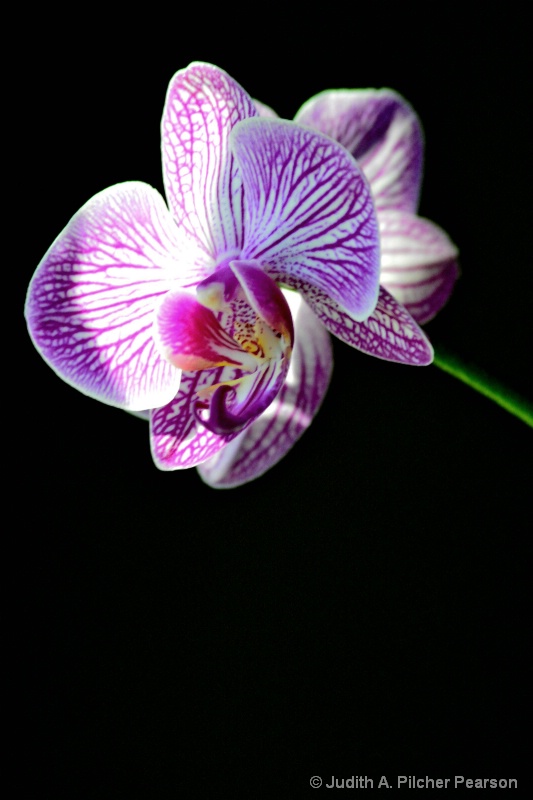 study in orchid II