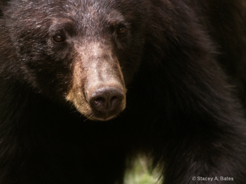 Black Bear