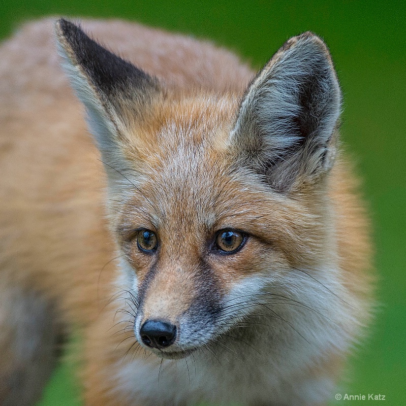 young fox kit - ID: 14895884 © Annie Katz