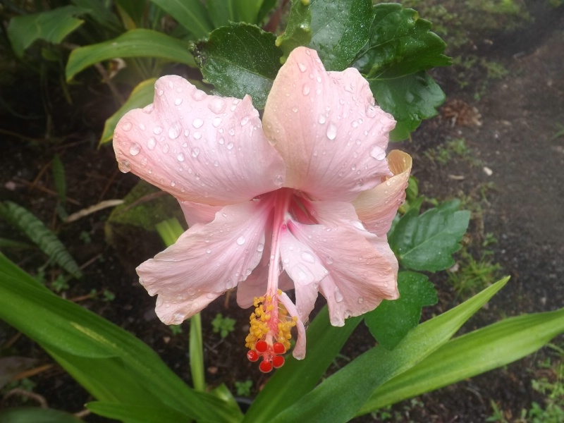 Hibiscus in the Rain