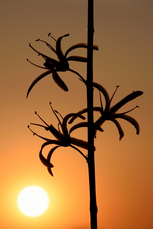 Sunset Silhouette