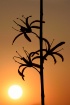 Sunset Silhouette