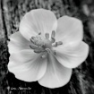 Mayapple blossom