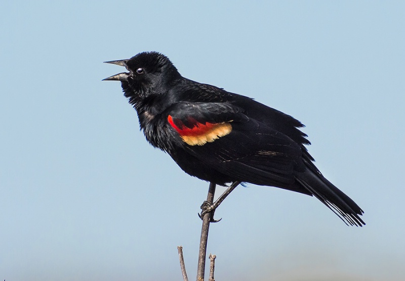 Red Winged Blackbird Singing     