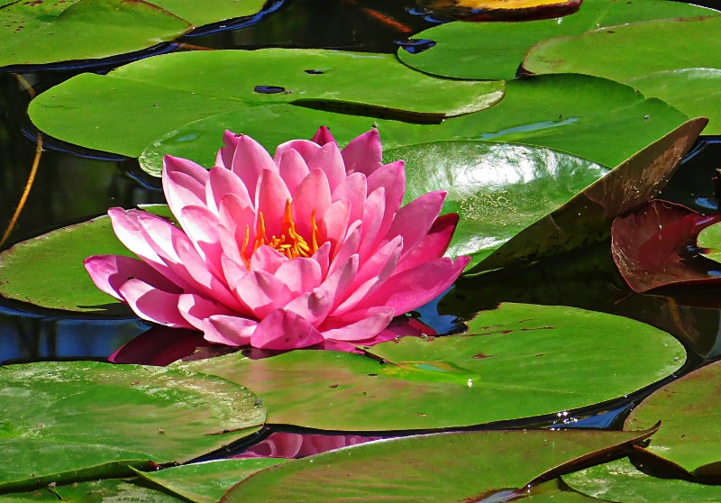 ----------"The Water Lilly"----------