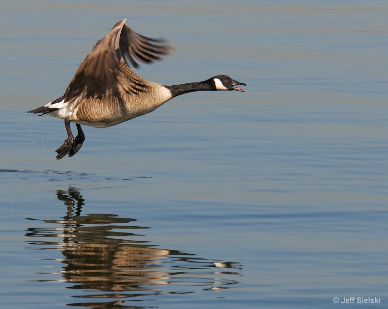 Say Good Morning!! Canada Goose In Flight 