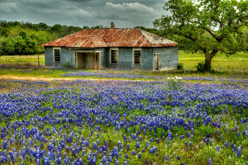 Blue Bonnets and Old House