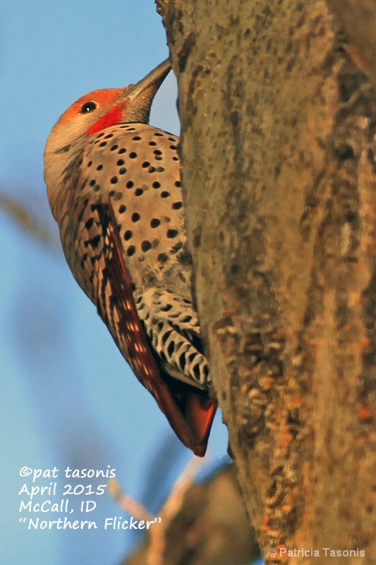 Early Morning, Northern Flicker