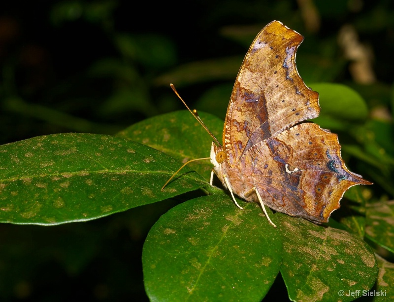 Just Relaxing!!  Comma Butterfly 