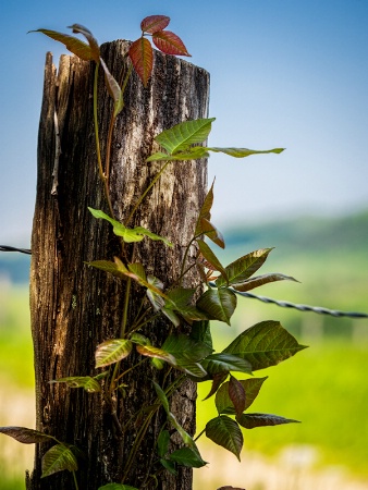 The Old Fence Post