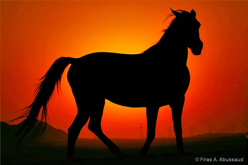 Sunset Horse