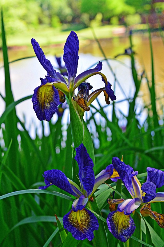 ------------"Purple Iris,s"---------