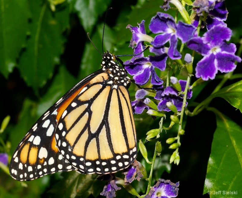 Enjoying This Flower!!  Monarch Butterfly 