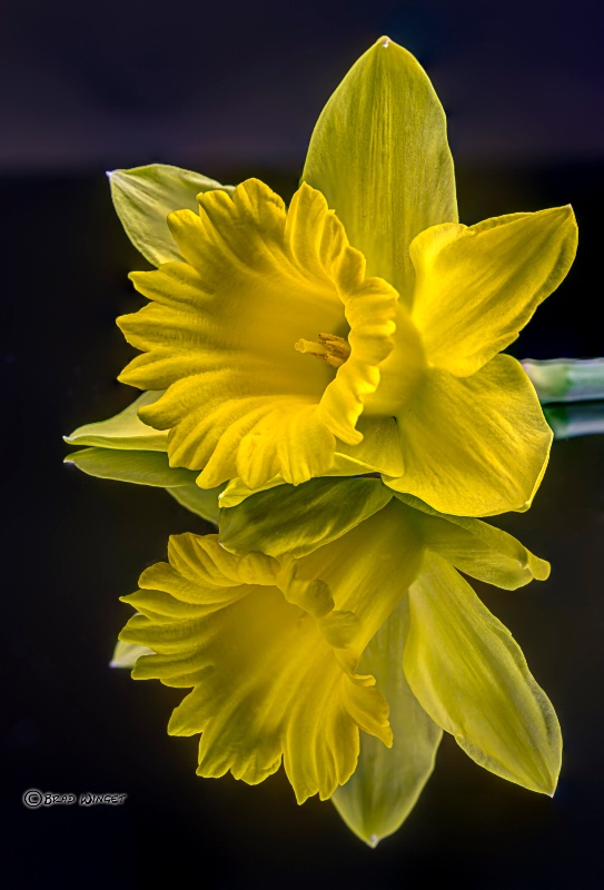 Daffodil Reflections