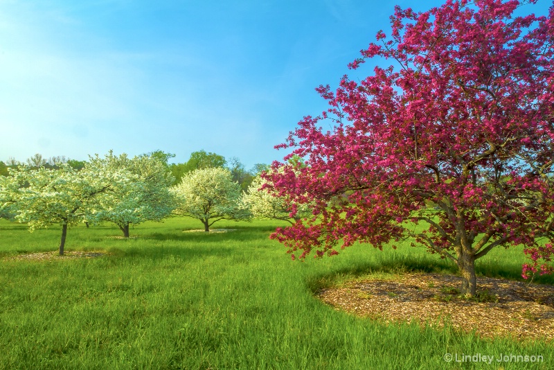 Spring Trees