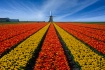 Elusive Holland