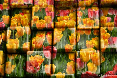 flowers cubed 