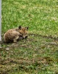 Baby fox