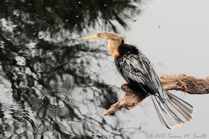 Anhinga Reflections