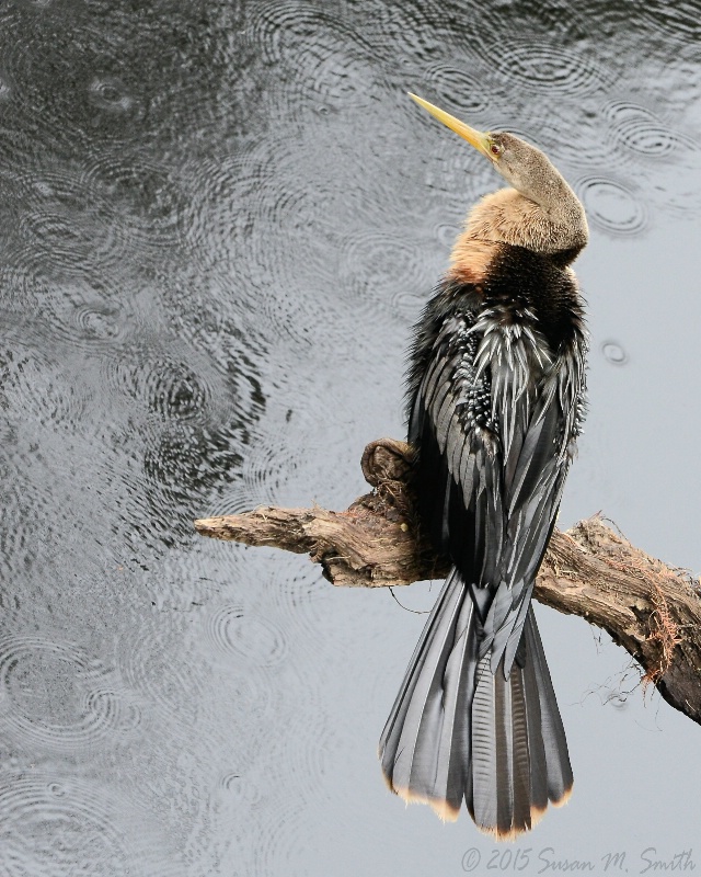 Anhinga Rain