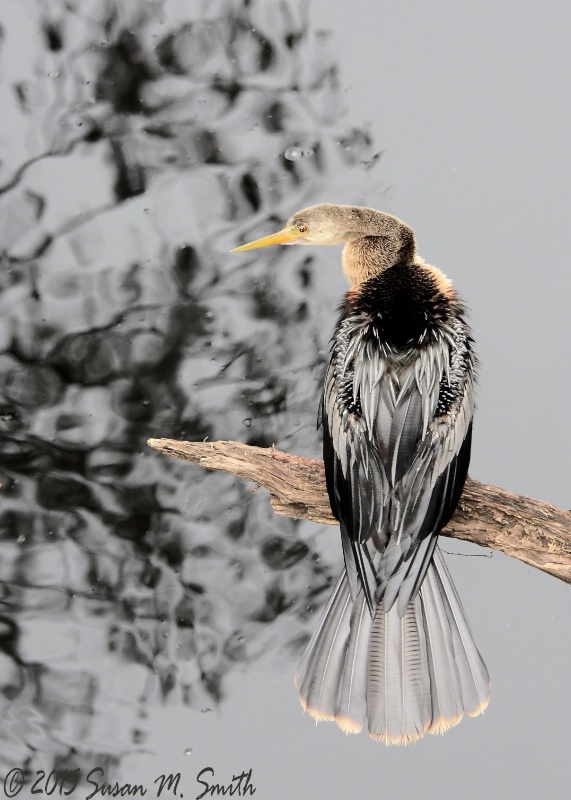 Anhinga Perch