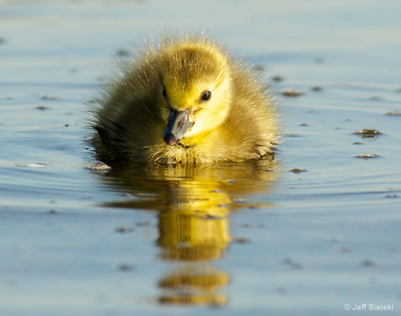  Cruising Along!!!  Baby Gosling Swimming 