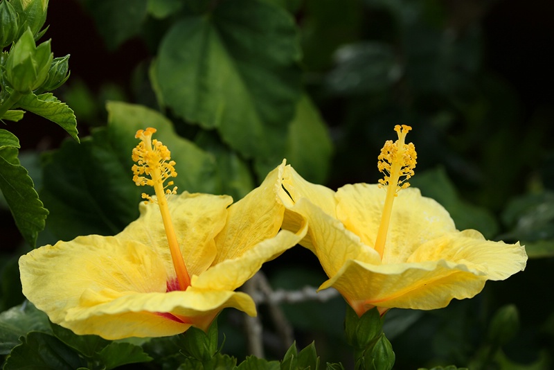 Yellow Hibiscus Duo
