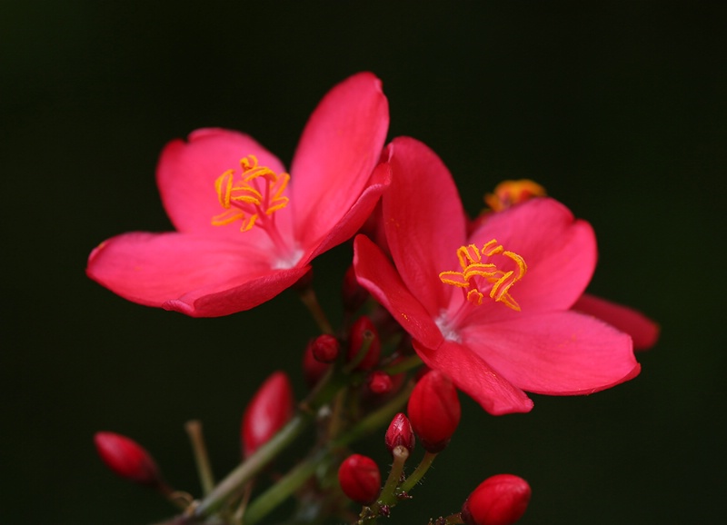 Hot Pink Flowers