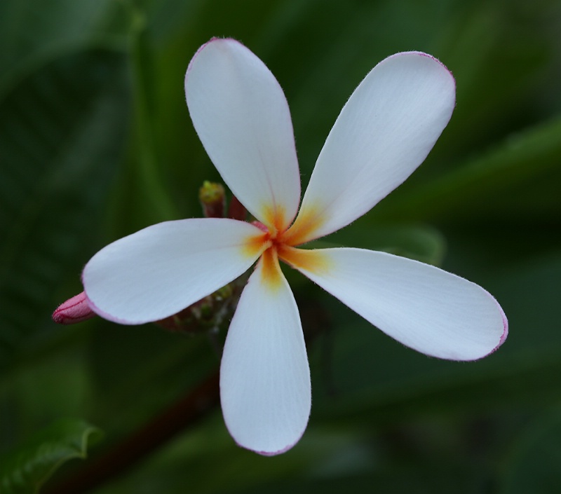 Plumeria Blossom