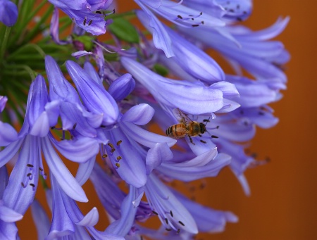 Agapanthus and Bee