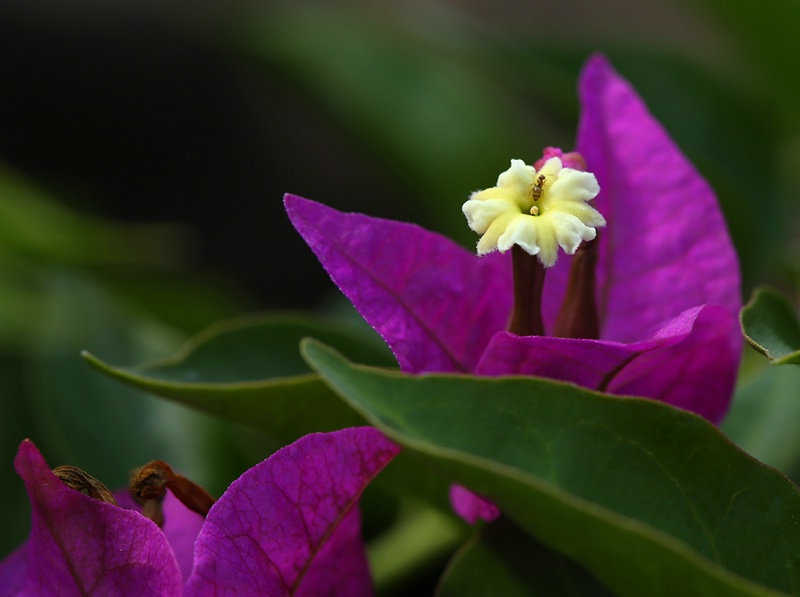 Bougainvillea Macro