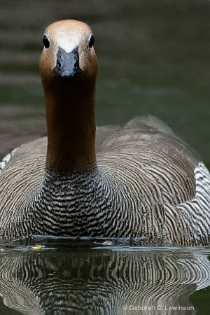 Goose Up Close