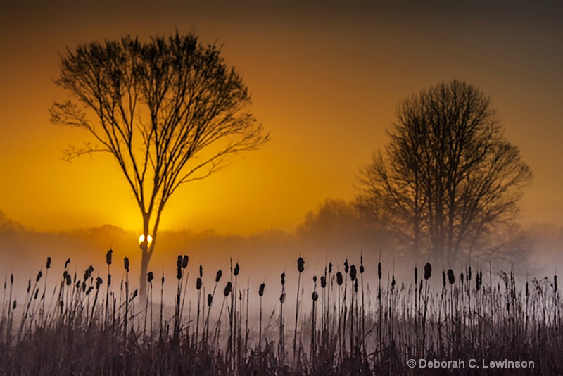 Swamp at Sunrise - ID: 14898378 © Deborah C. Lewinson