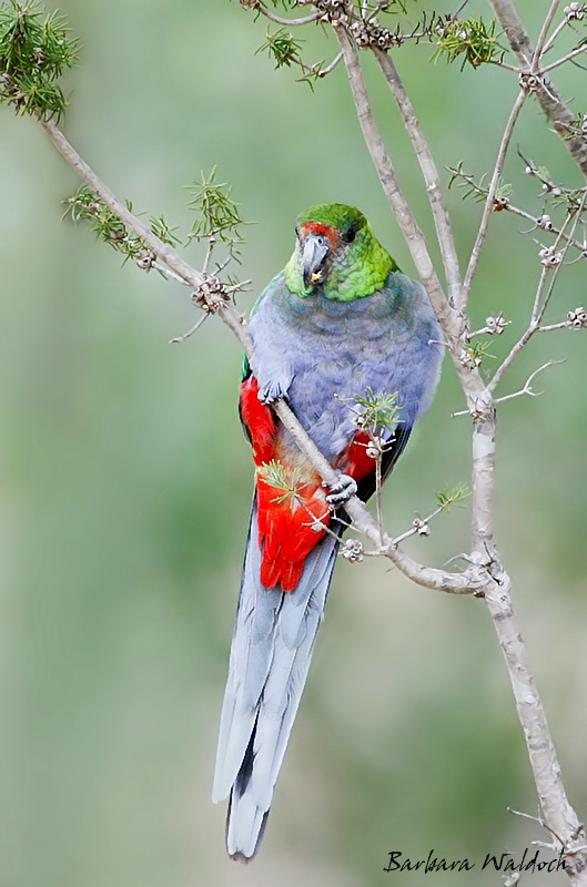 Red-capped Parrot