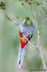Red-capped Parrot