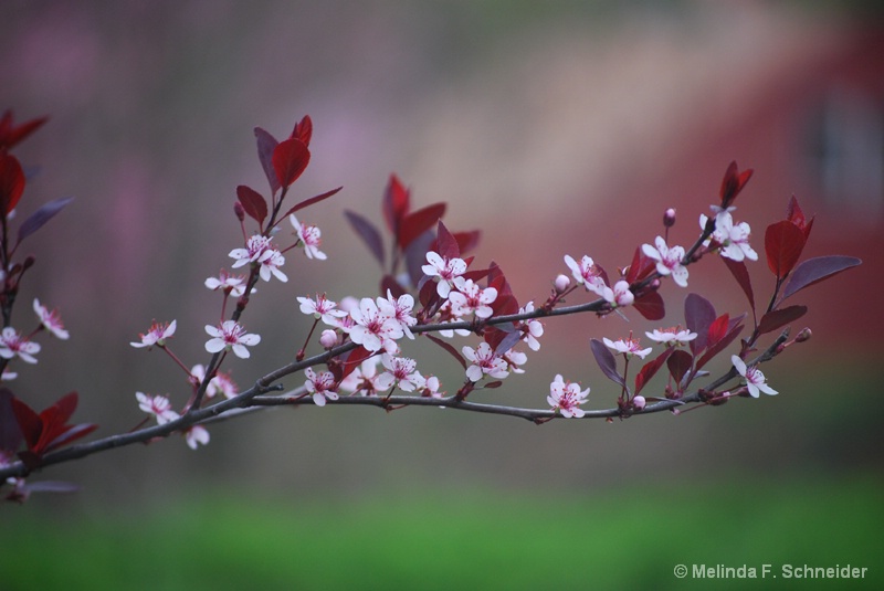 Cherry Blossoms