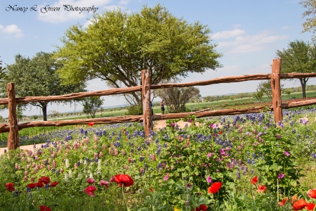 Wild Seed Farms