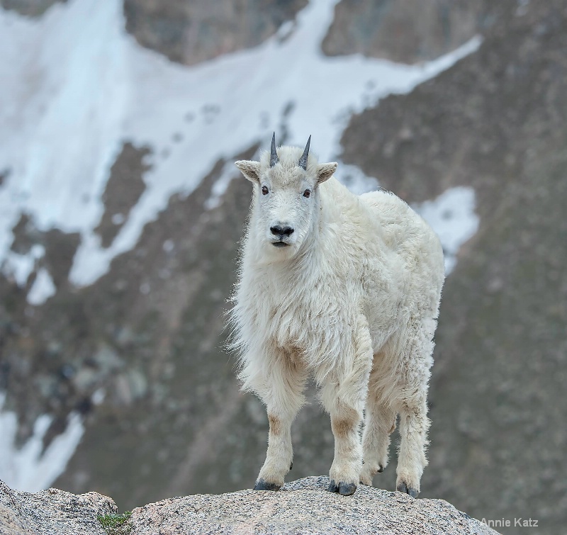 baby mt goat on top of the mountain - ID: 14898681 © Annie Katz