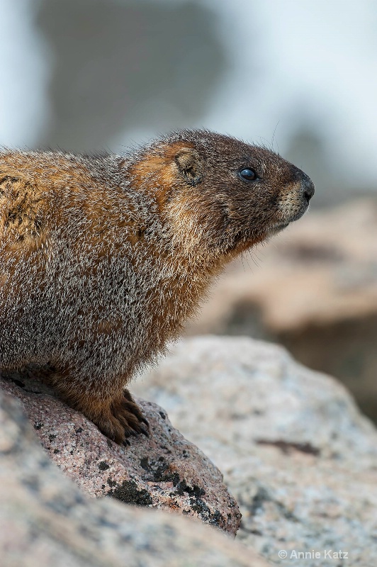 marmot on guard - ID: 14898691 © Annie Katz