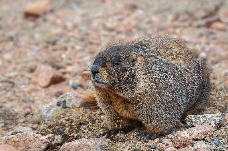 mt evans marmot - ID: 14898694 © Annie Katz