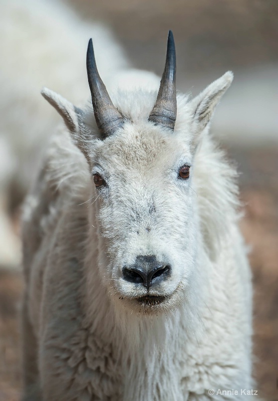 rocky mt goat front on - ID: 14898698 © Annie Katz