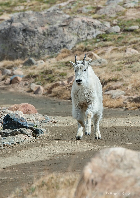 running goat - ID: 14898701 © Annie Katz