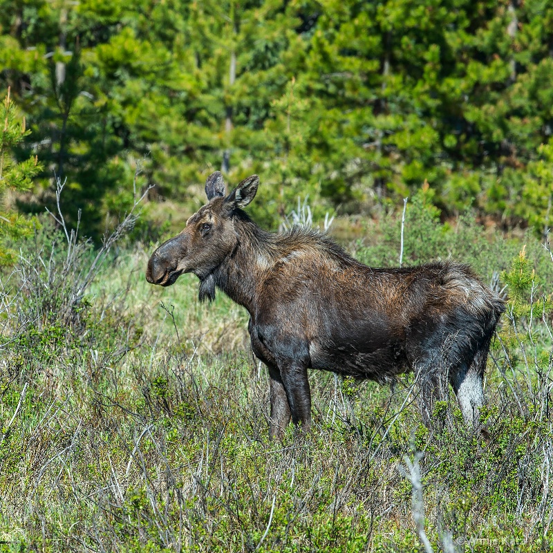 female moose at rocky mt nat park - ID: 14898752 © Annie Katz