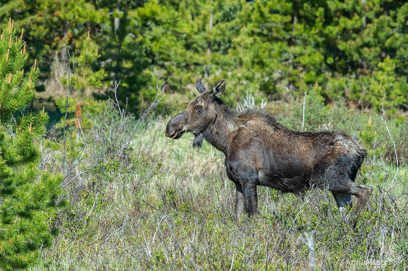 female moose - ID: 14898753 © Annie Katz