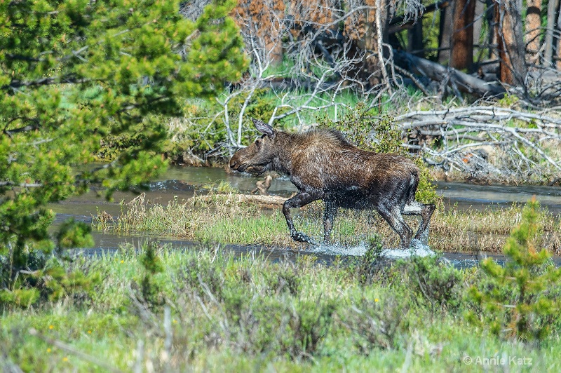 moose running out of thewater - ID: 14898755 © Annie Katz