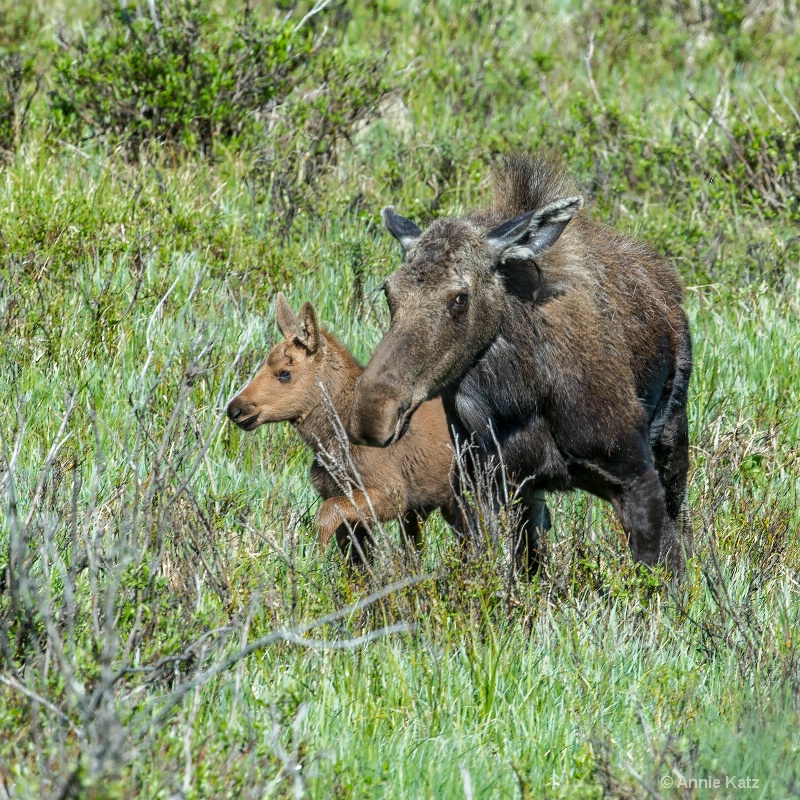 mother   baby moose - ID: 14898757 © Annie Katz