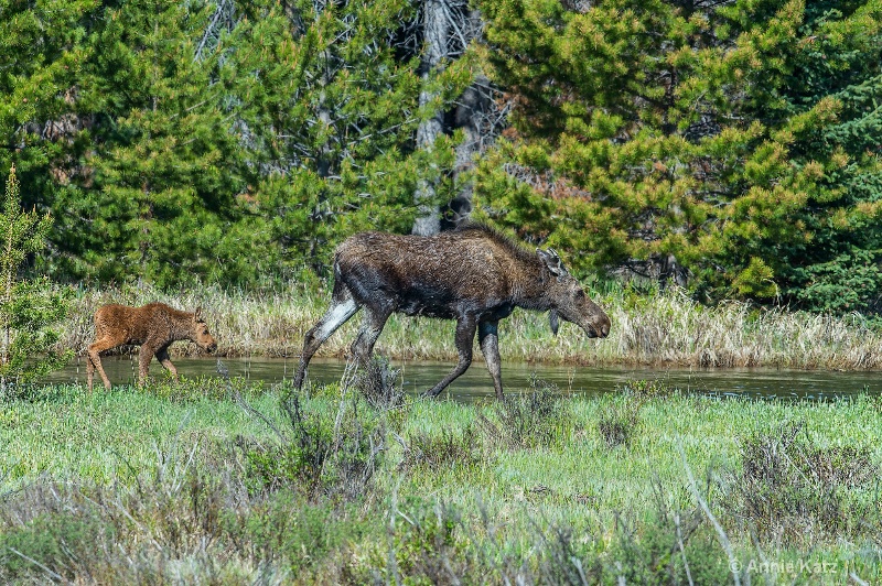 mother moose   calf - ID: 14898759 © Annie Katz
