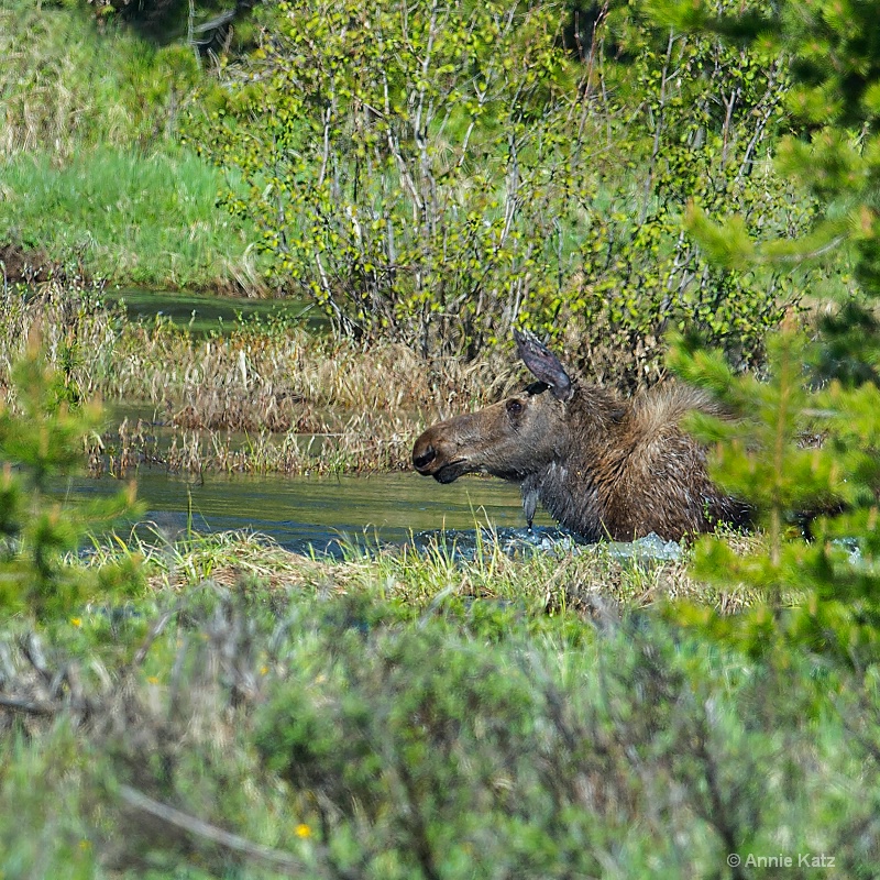 wading female moose - ID: 14898769 © Annie Katz