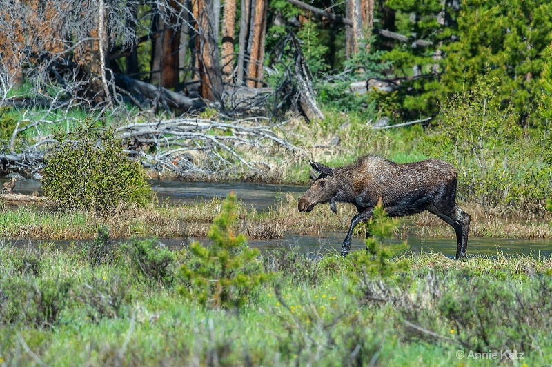 wading moose - ID: 14898770 © Annie Katz